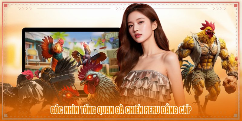 Góc nhìn tổng quan gà chiến Peru đẳng cấp